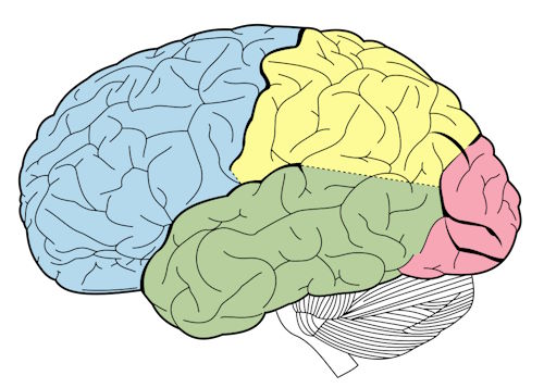 Cerebrum