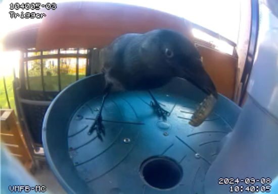 Vending Machine for Birds