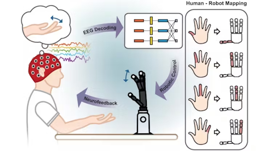 A Python-Driven Brain-Computer Interface Delivers Dexterous Control of Individual Robotic Fingers